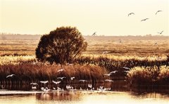 每年600多万只鸟儿迁徙经过黄河三角洲