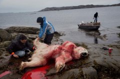 因纽特人捕杀北极熊之旅：皮毛被割血染红冰雪