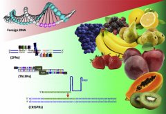 你准备好面对新型“转基因”水果了吗？