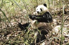 大熊猫栖息地保护迫在眉睫
