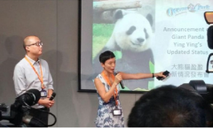 香港海洋公园确认熊猫盈盈流产、胎儿被母体吸收