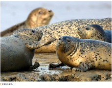 从斑海豹案看我国物种保护法制的完善