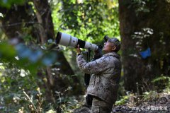 大象、绿孔雀被迫离家 拍摄野生动物38年 他记录下一地残骸和心酸