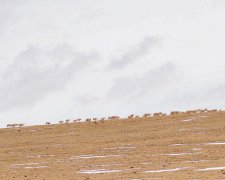 身后和远方——目击藏羚羊大迁徙