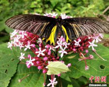 湖北漳河源自然保护区发现“金裳凤蝶”