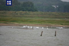 今秋首批越冬候鸟白琵鹭抵达鄱阳湖