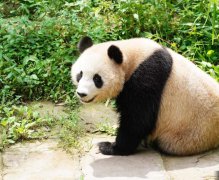 “四海”“京京”首次旅居中东，开展大熊猫保护研究合作