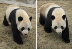 综述：“大熊猫情缘”成就中比生物多样性合作佳话