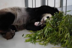 萌照来了！旅俄大熊猫幼崽已“逐渐黑白”